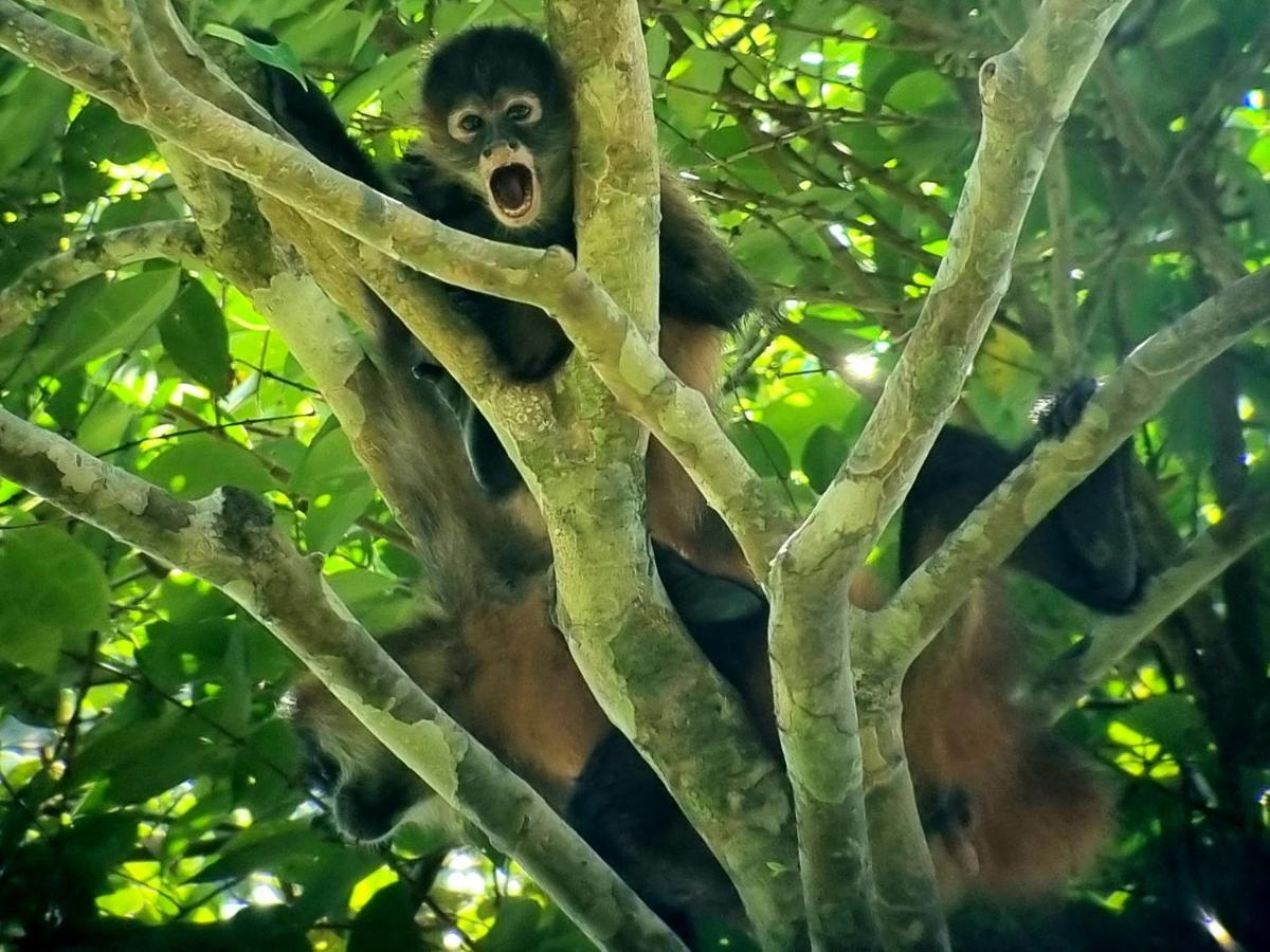فندق Wildlife Art تورتوجويرو المظهر الخارجي الصورة